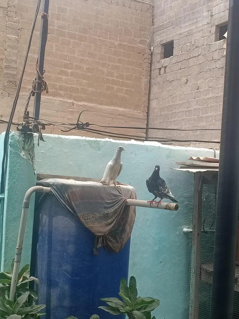 original saharanpuri kabootar — photo 3