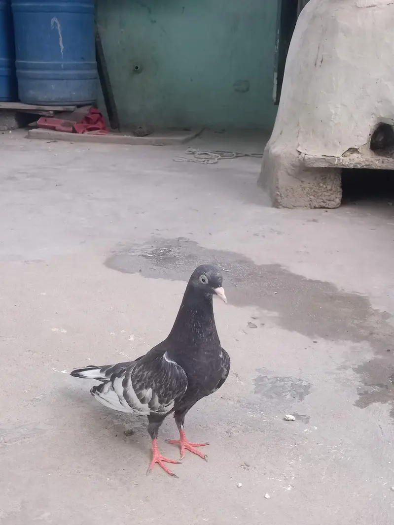 original saharanpuri kabootar — photo 5