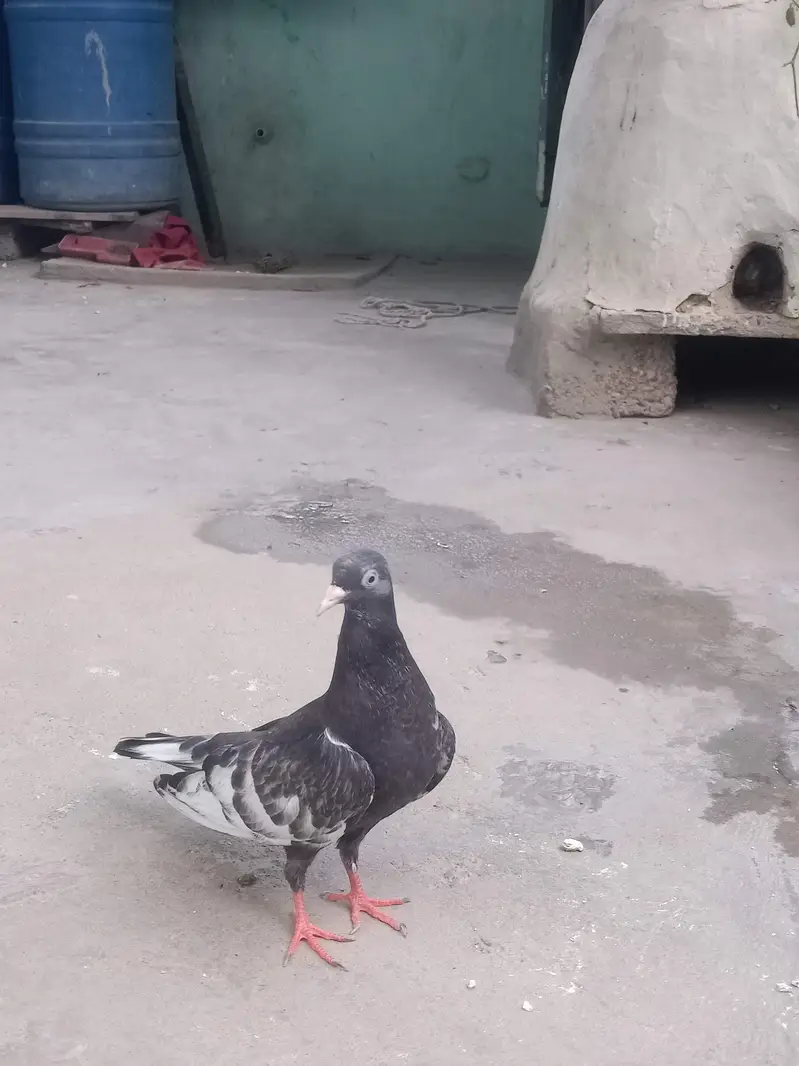 original saharanpuri kabootar — photo 6