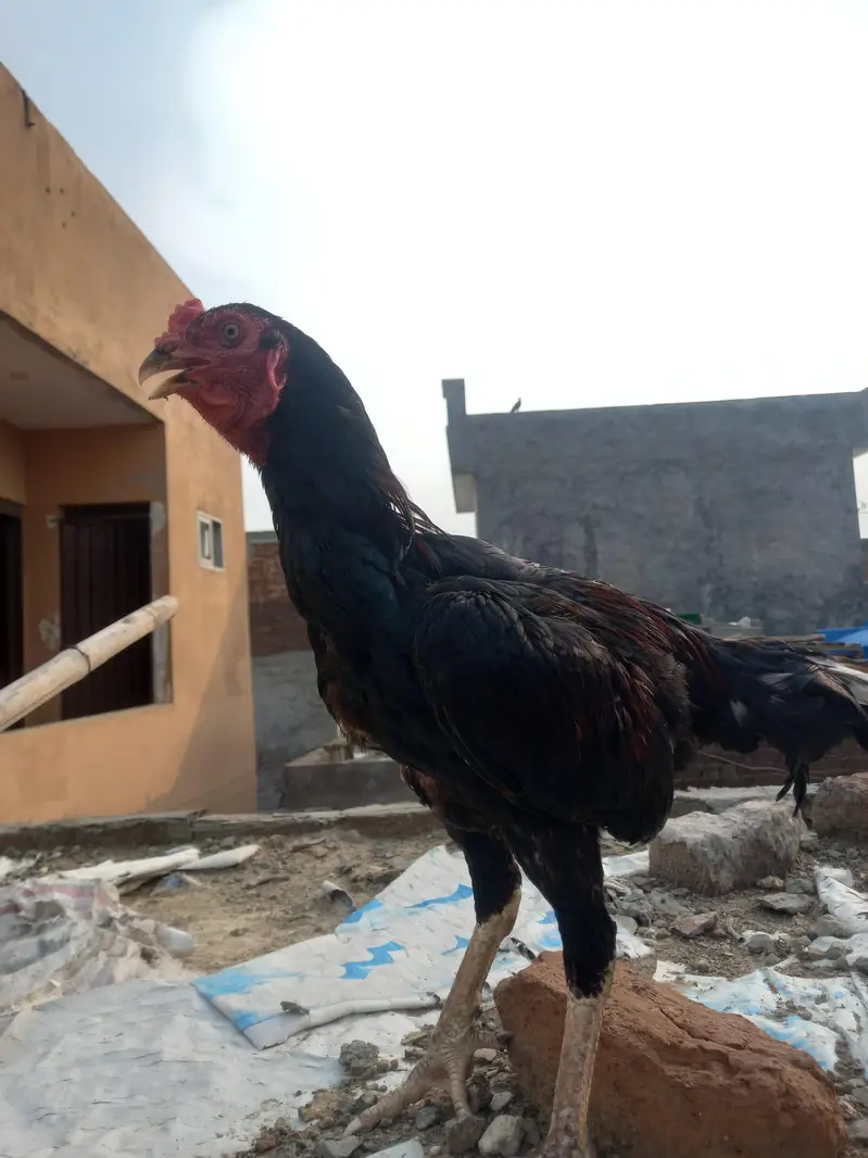 Aseel murga for sale