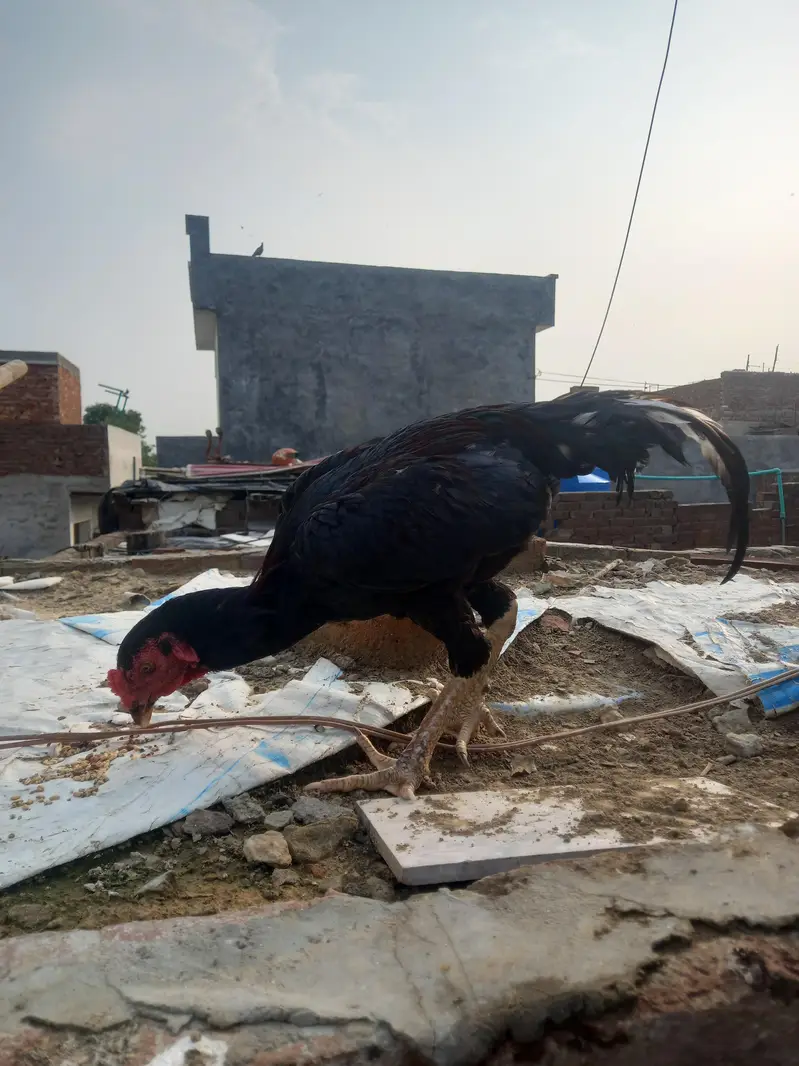 Aseel murga for sale — photo 2