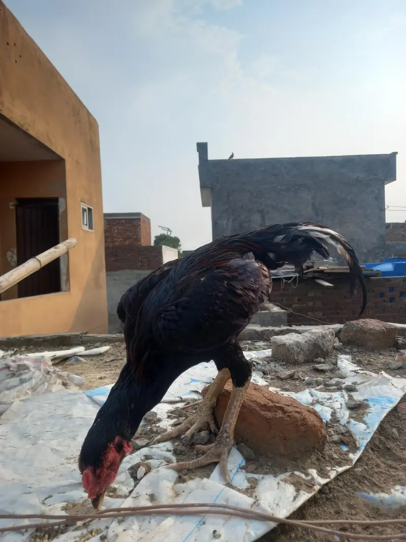 Aseel murga for sale — photo 3