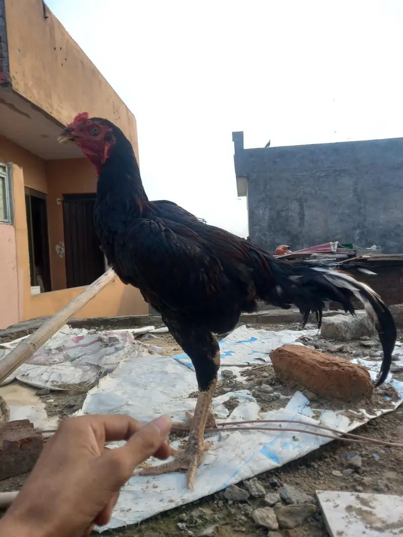Aseel murga for sale — photo 4