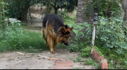 For German Shepherd stud services in Multan,