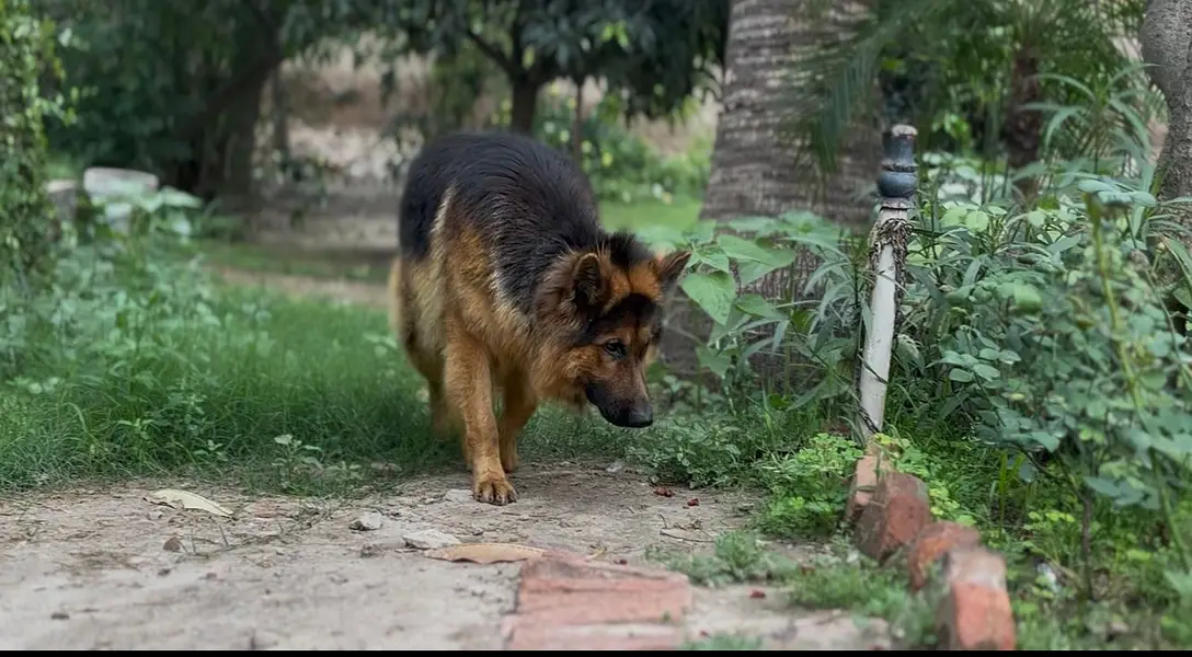 For German Shepherd stud services in Multan,