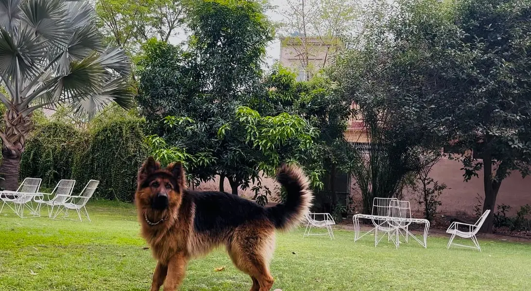 For German Shepherd stud services in Multan, — photo 2