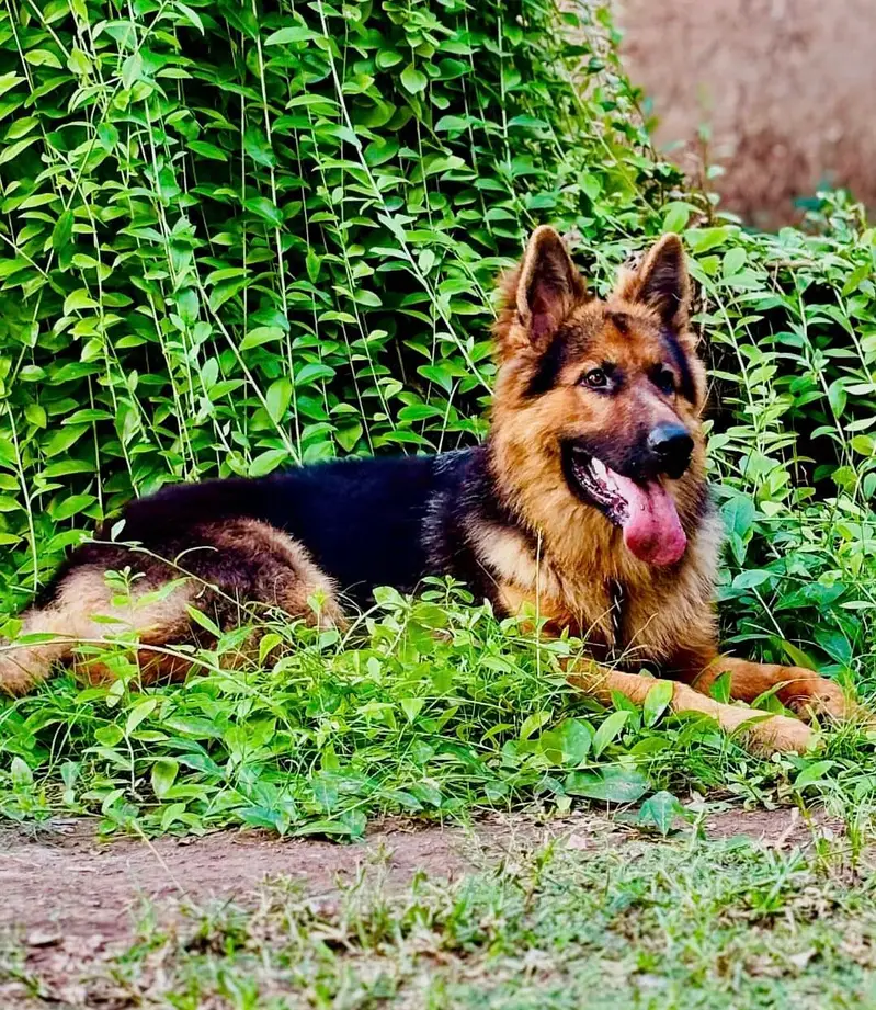 For German Shepherd stud services in Multan, — photo 3