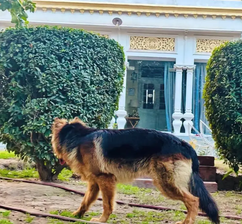For German Shepherd stud services in Multan, — photo 4