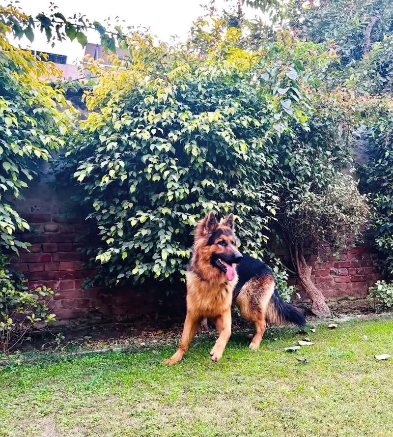 For German Shepherd stud services in Multan, — photo 5