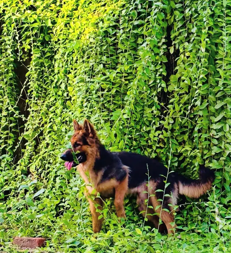 For German Shepherd stud services in Multan, — photo 6