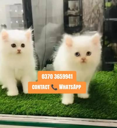 ( Persian Female Kitten ) For sale ( vaccinated )