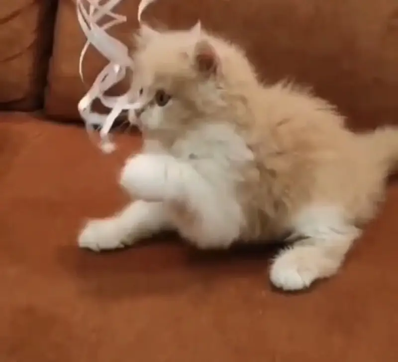 Quality Persian Punchface cat & kitten. moreWhatsApp 03704602345 — photo 3