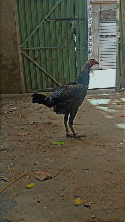 barmi chickschicks & 1 tayar pathi low price
