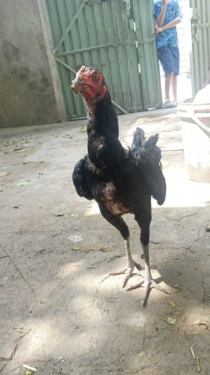 barmi chickschicks & 1 tayar pathi low price — photo 2