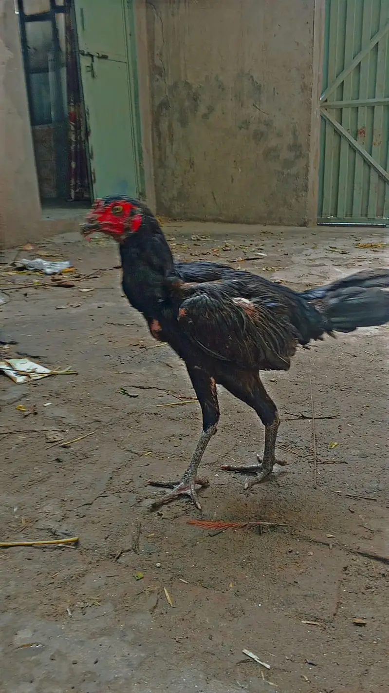 barmi chickschicks & 1 tayar pathi low price — photo 3