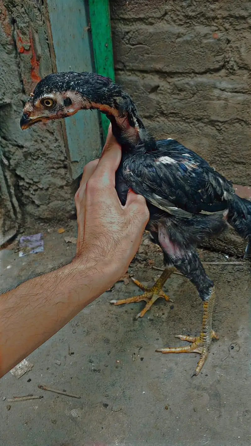 barmi chickschicks & 1 tayar pathi low price — photo 5
