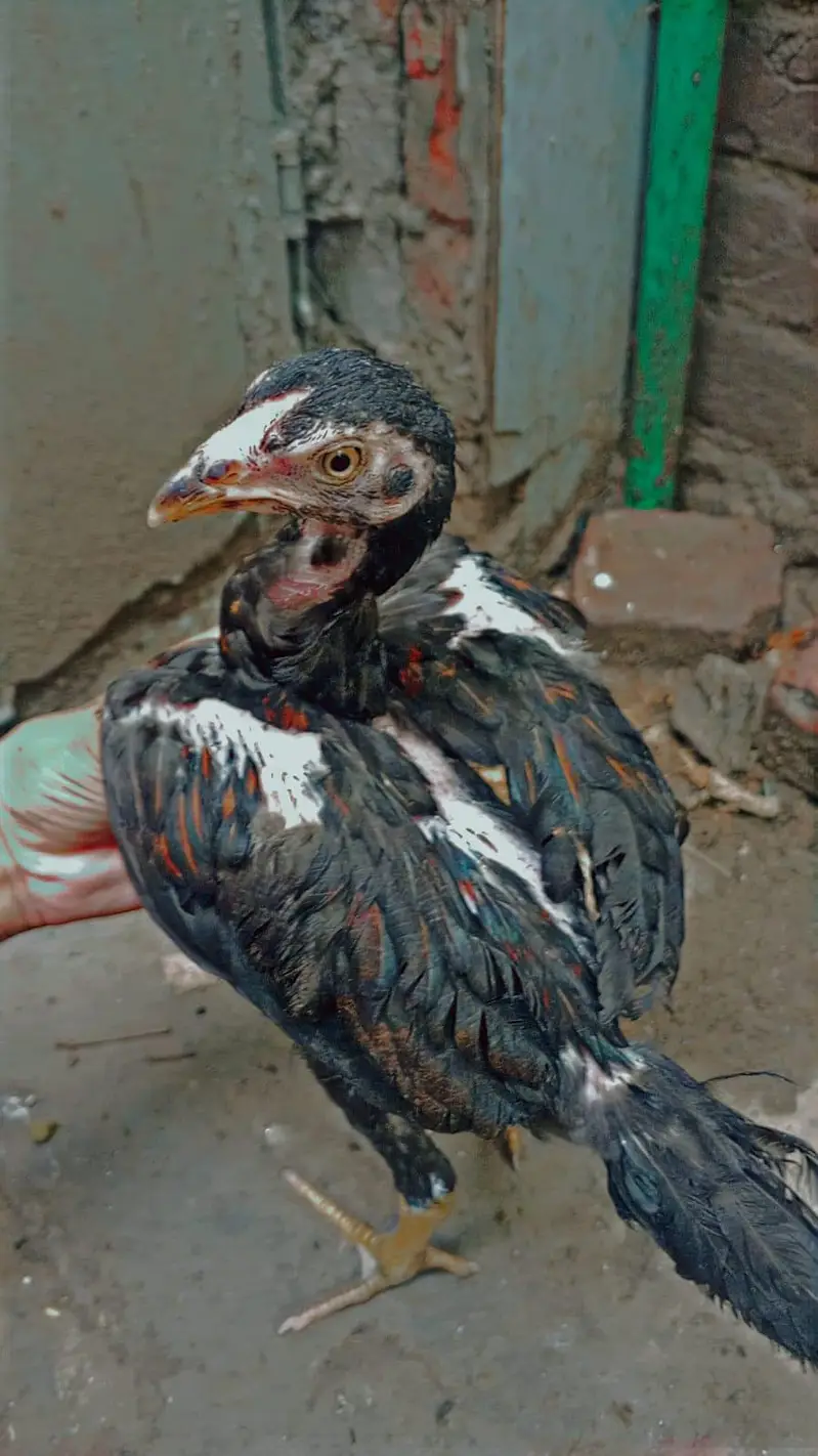 barmi chickschicks & 1 tayar pathi low price — photo 6