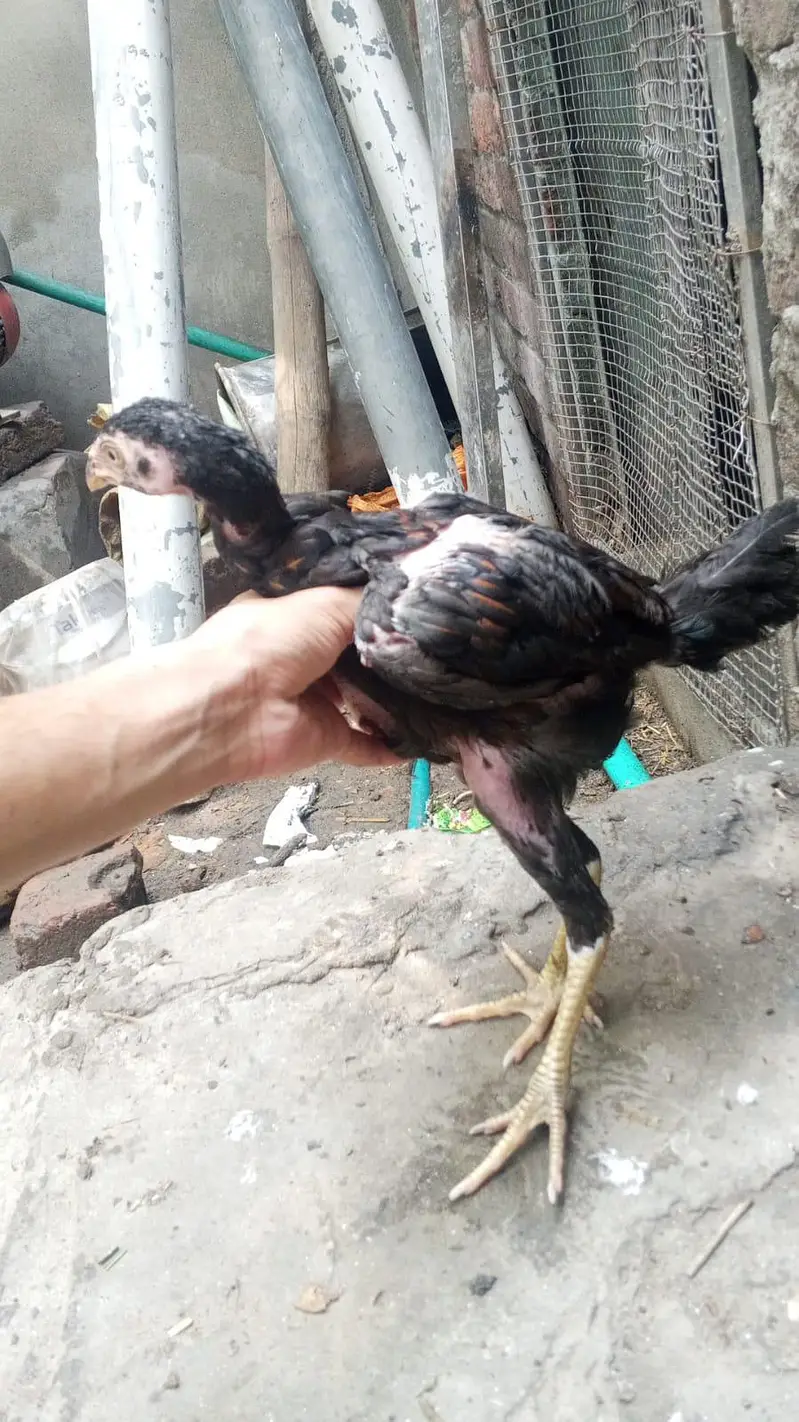 barmi chickschicks & 1 tayar pathi low price — photo 7