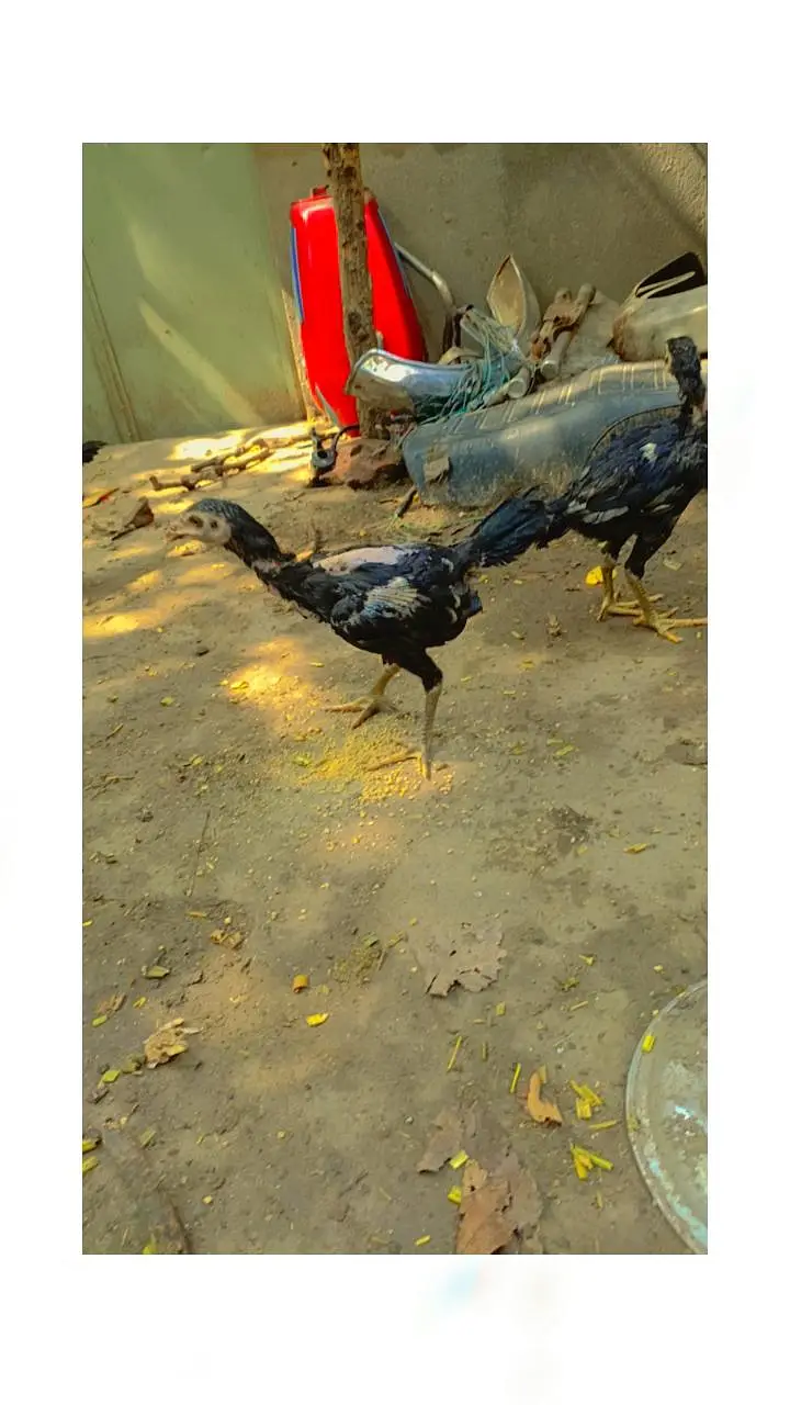 barmi chickschicks & 1 tayar pathi low price — photo 10
