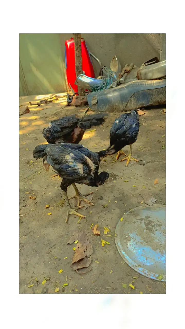 barmi chickschicks & 1 tayar pathi low price — photo 11