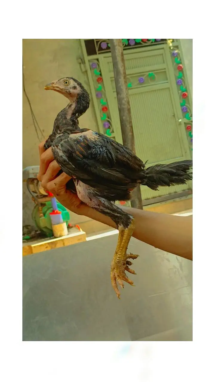 barmi chickschicks & 1 tayar pathi low price — photo 12