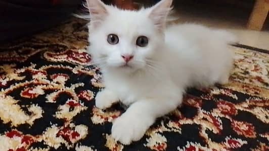male white cat