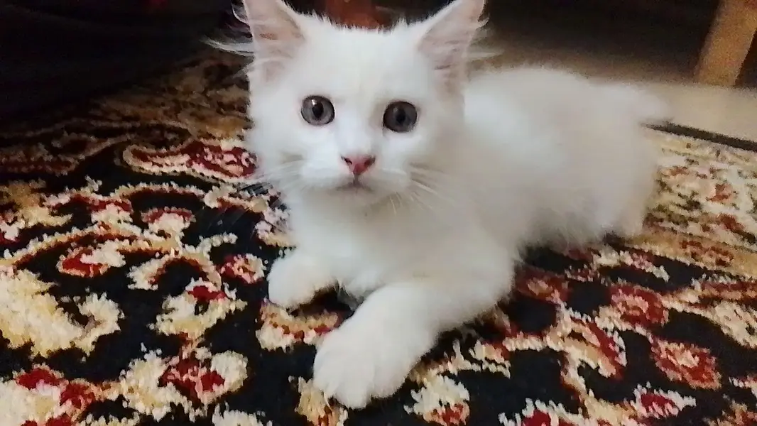 male white cat