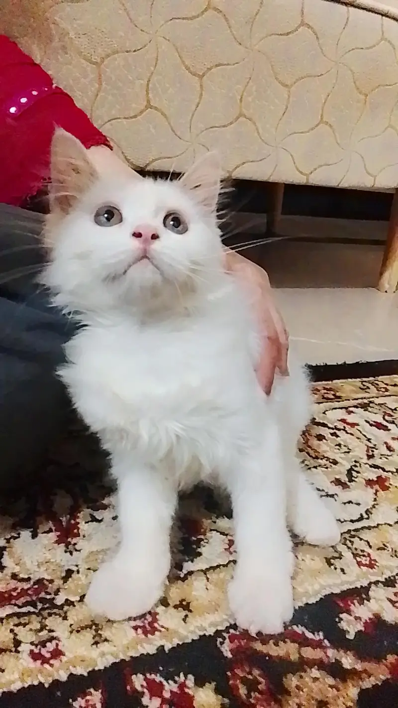 male white cat — photo 2