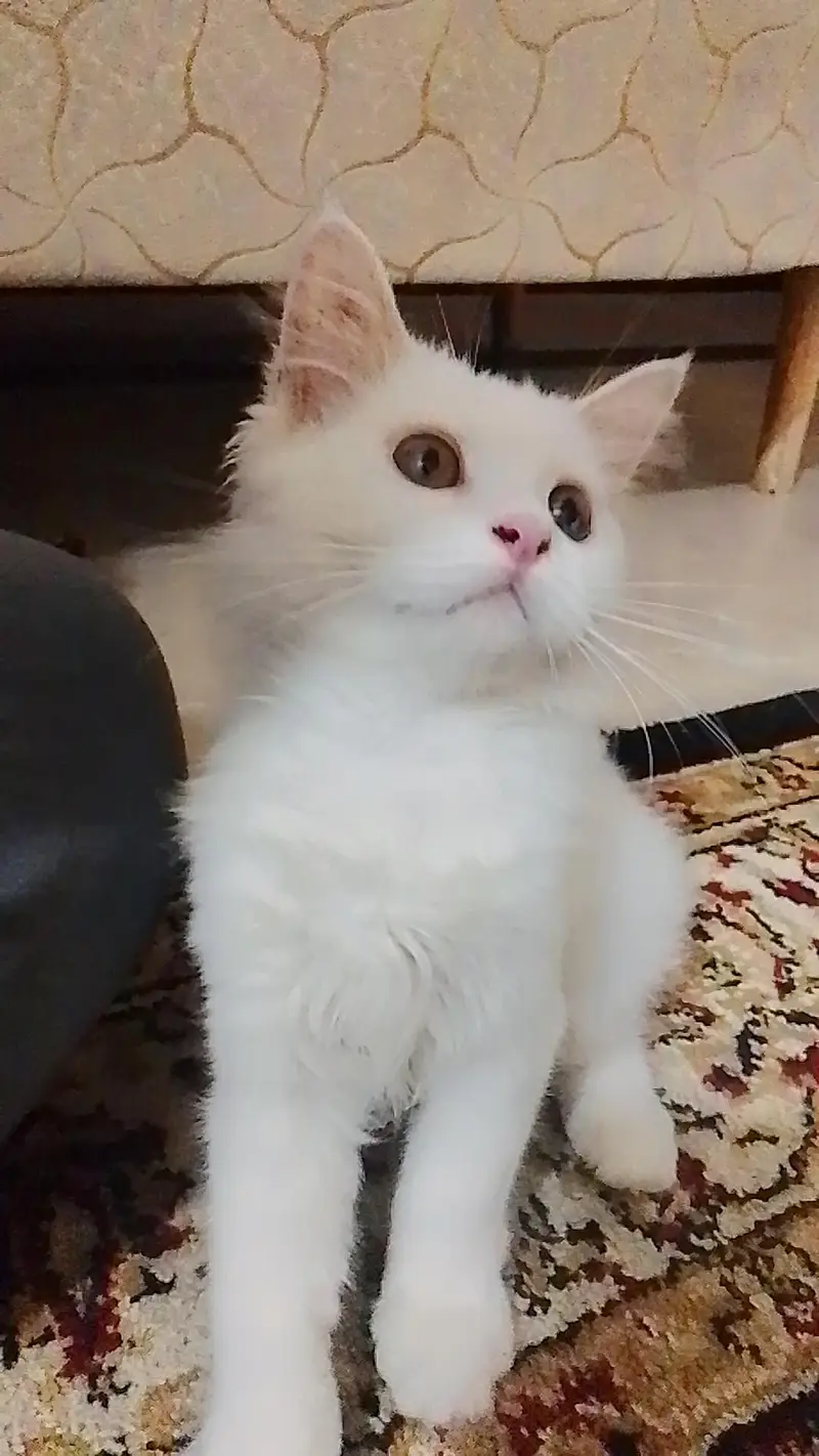 male white cat — photo 3