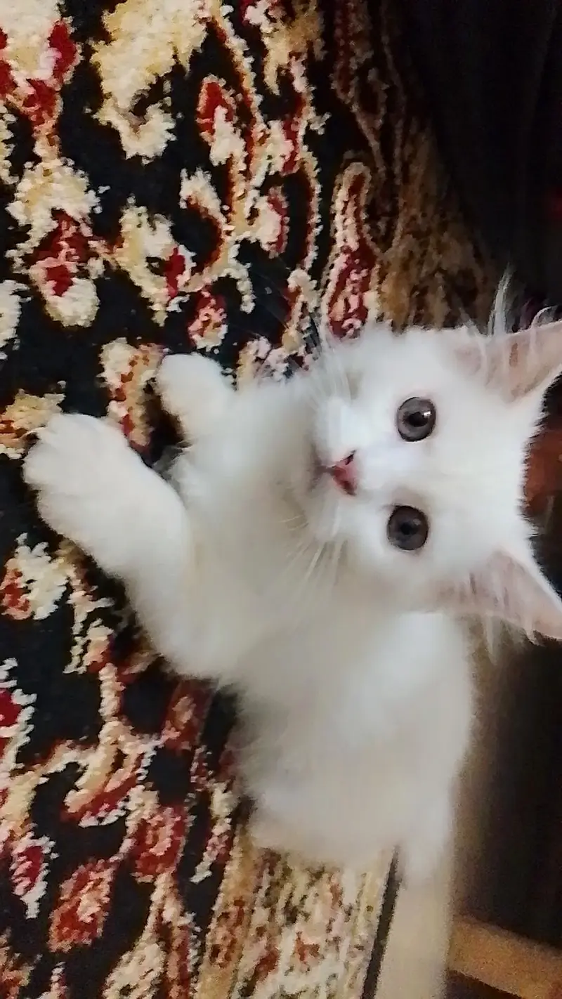 male white cat — photo 4