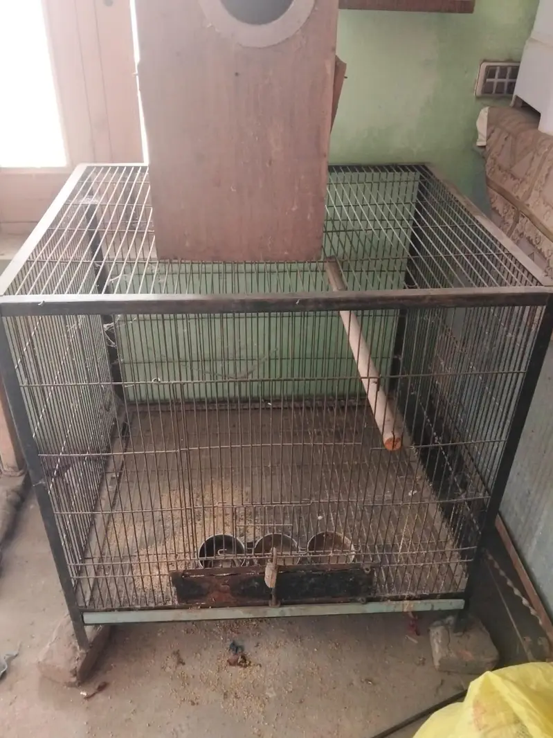 raw pat cage — photo 4