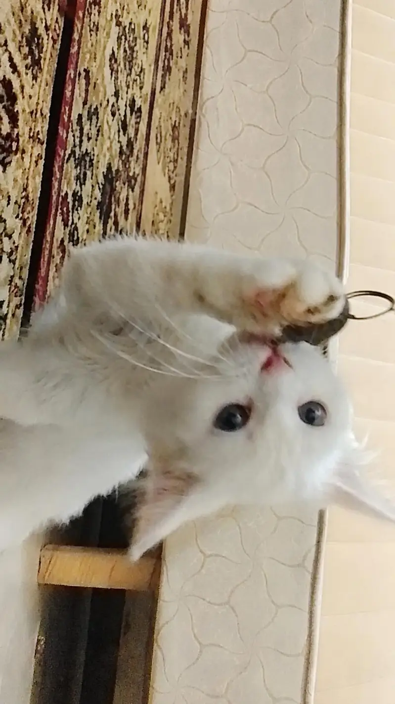 male white cat — photo 5