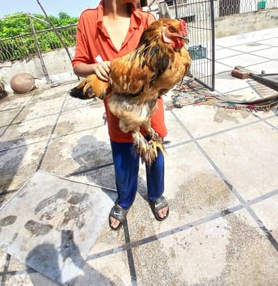 barhma hens and roster