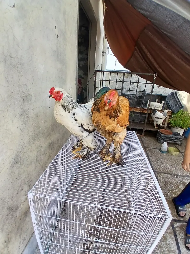 barhma hens and roster — photo 2