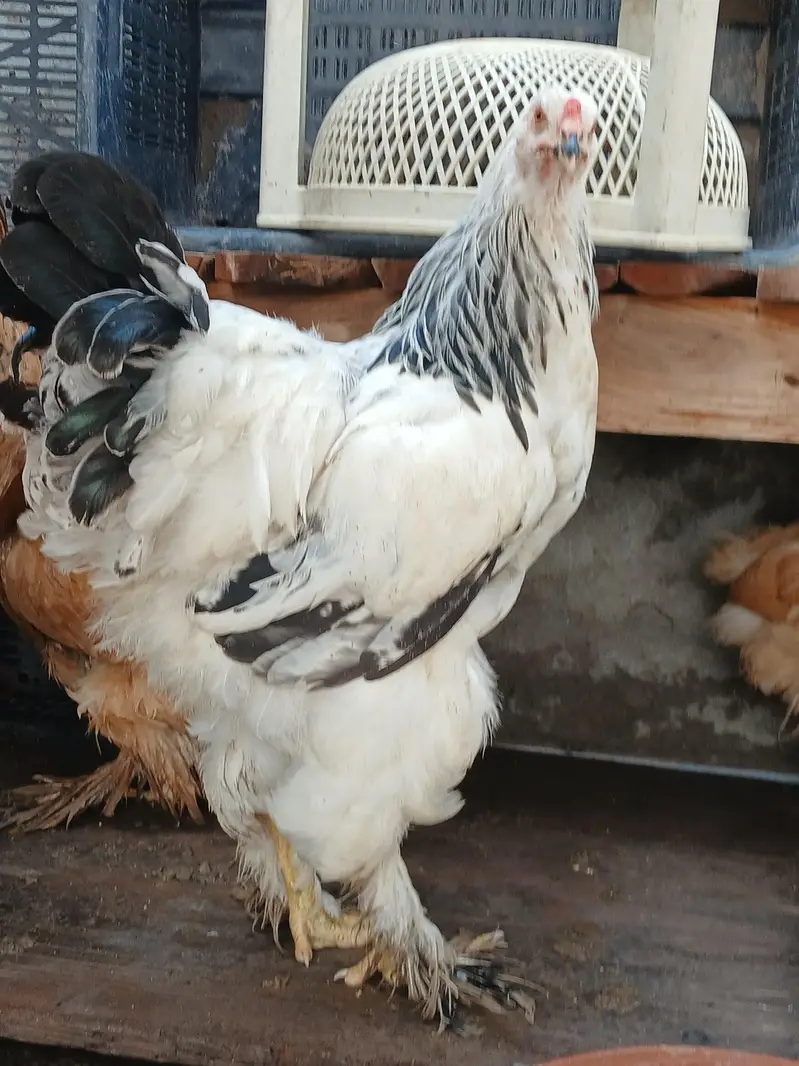 barhma hens and roster — photo 3