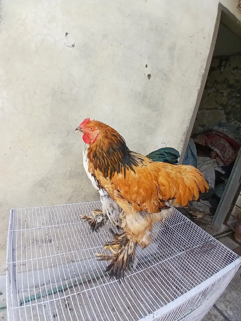 barhma hens and roster — photo 4