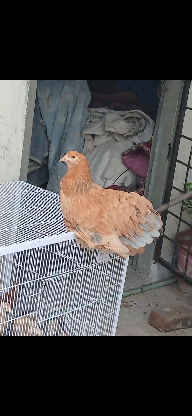 barhma hens and roster — photo 5