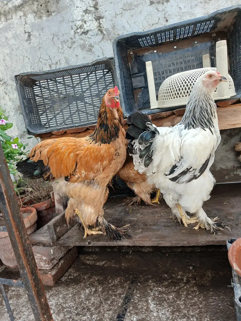 barhma hens and roster — photo 6
