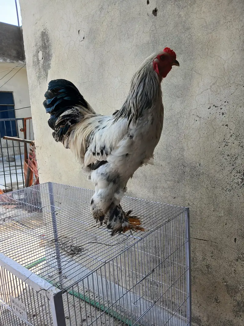 barhma hens and roster — photo 7