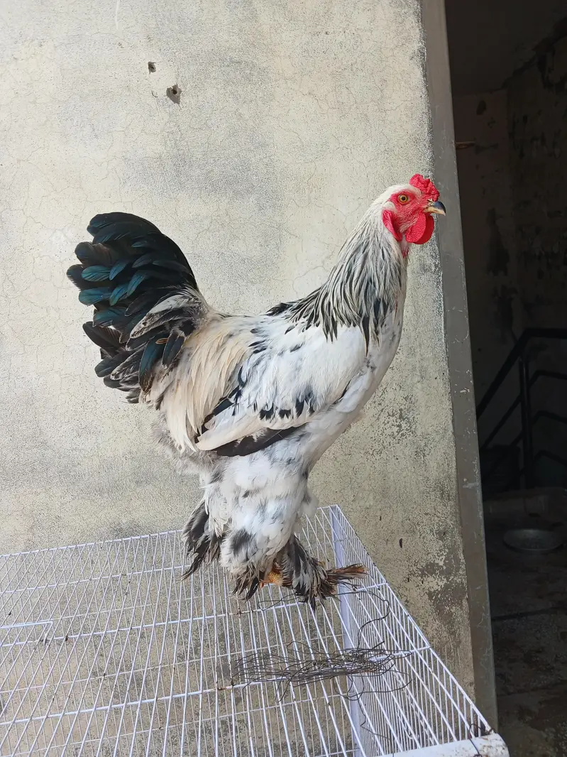 barhma hens and roster — photo 8
