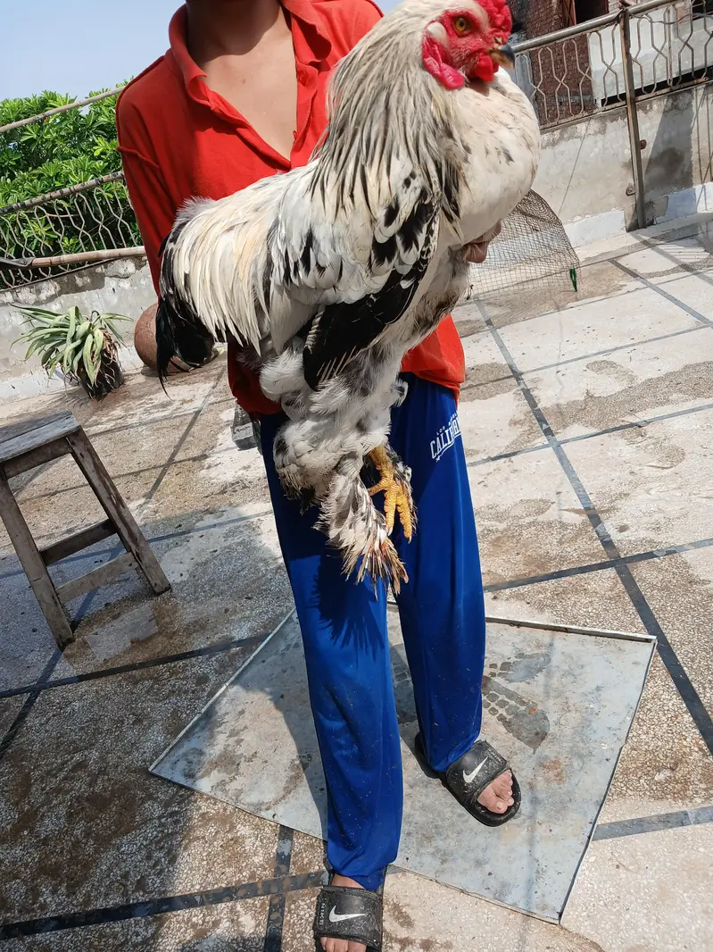 barhma hens and roster — photo 9