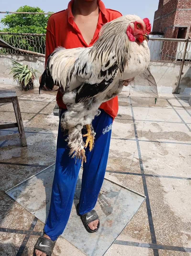 barhma hens and roster — photo 10