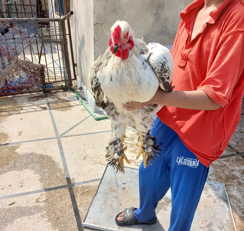 barhma hens and roster — photo 11