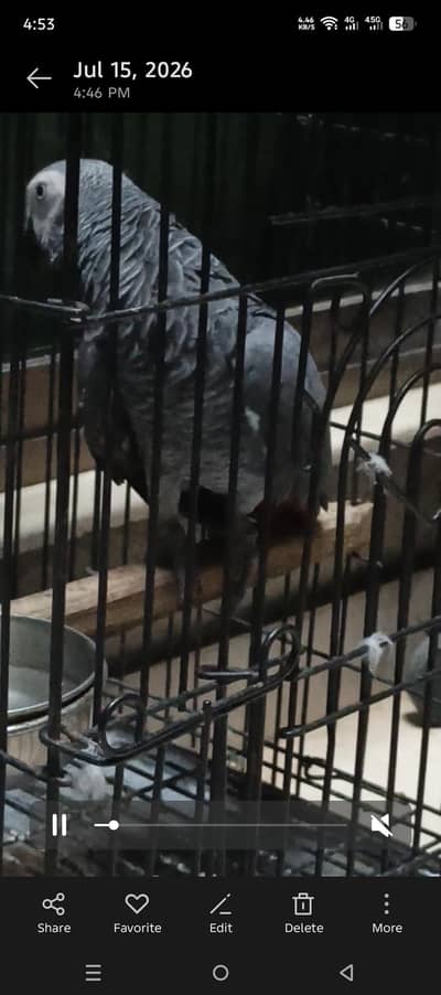 african grey male confirm breeder