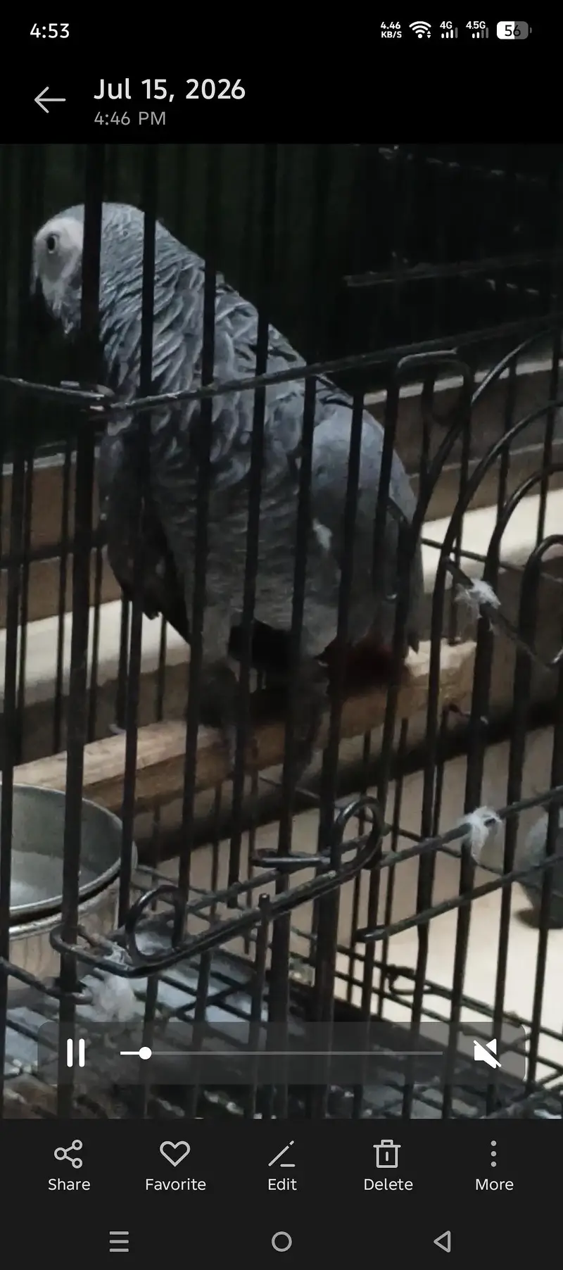 african grey male confirm breeder