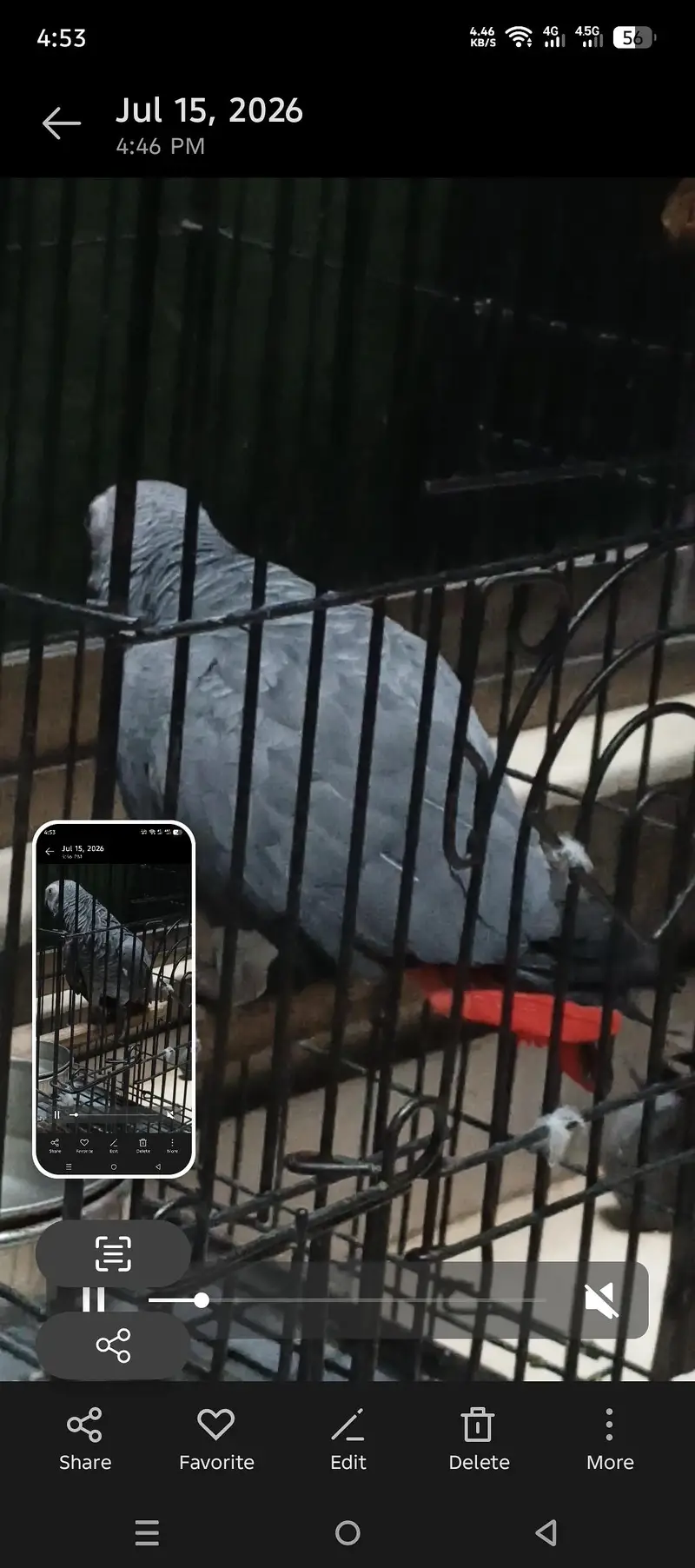 african grey male confirm breeder — photo 2