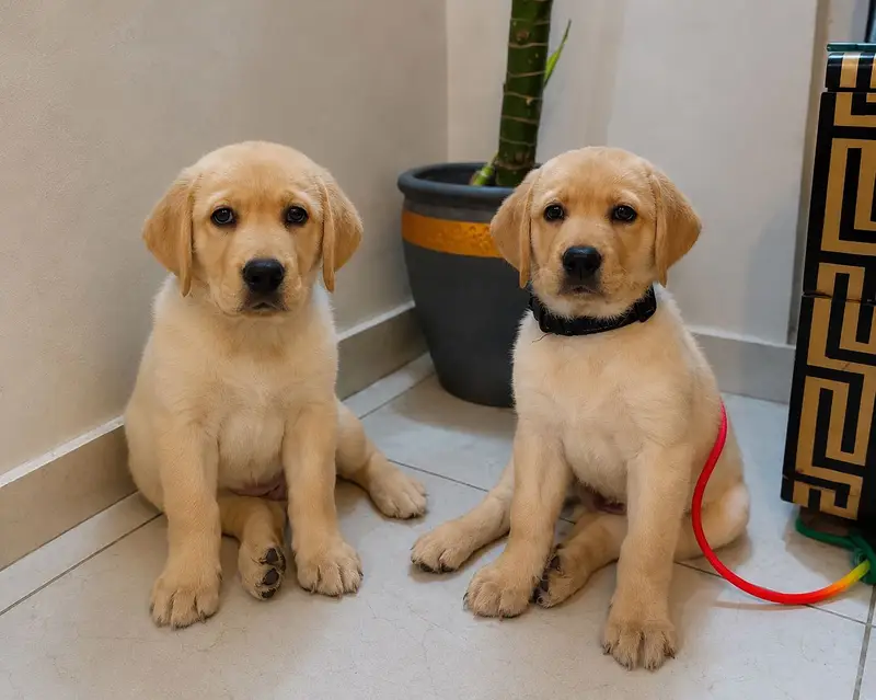 Labrador female pup — photo 4