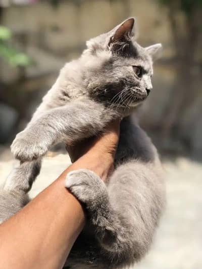 Persian cat