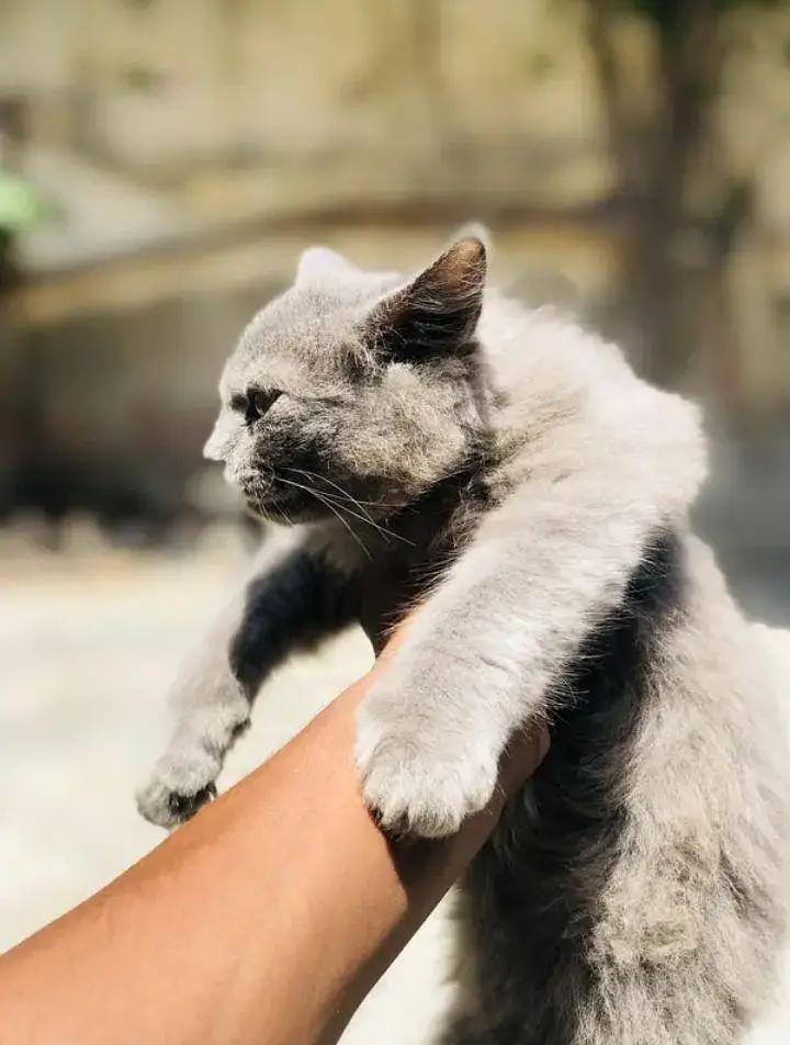Persian cat — photo 3
