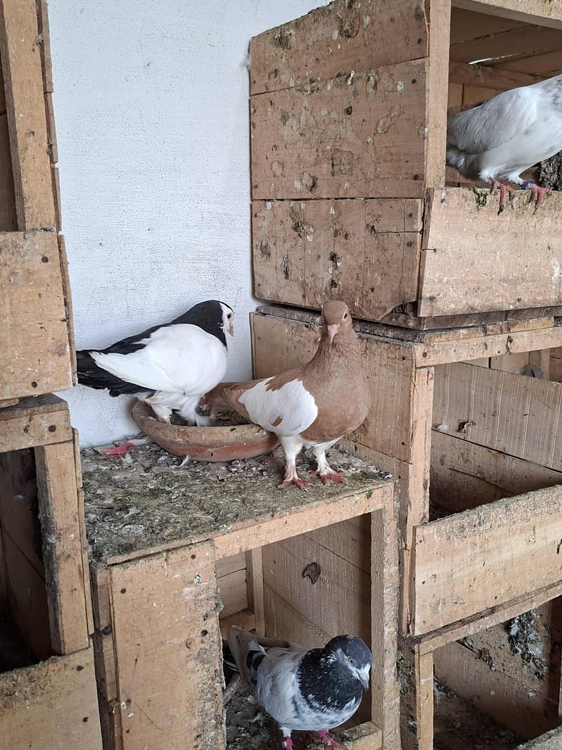 Khal Breeder Pair 0